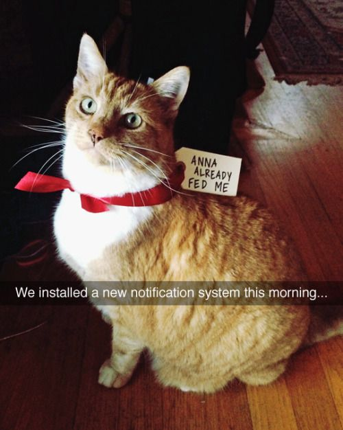 WholesomeMemes tweet media