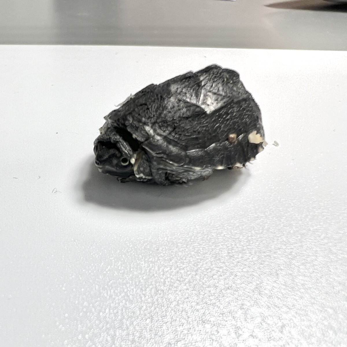 shotaatohs58's tweet photo. 1¢→¥1→1亀
今年は特に小さい。
でも眼力は強め。
#stinkpot #muskturtles
#sternotherusodoratus
#turtle #reptile #tiny #baby
#onecent
#ミシシッピニオイガメ #ミシニ
#ニオイガメ
#亀 https://t.co/7mZ2irSKv4