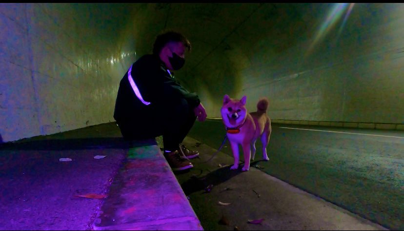 よしぼん 犬と心霊検証 真夜中の散歩 Fuwari0106 Twitter