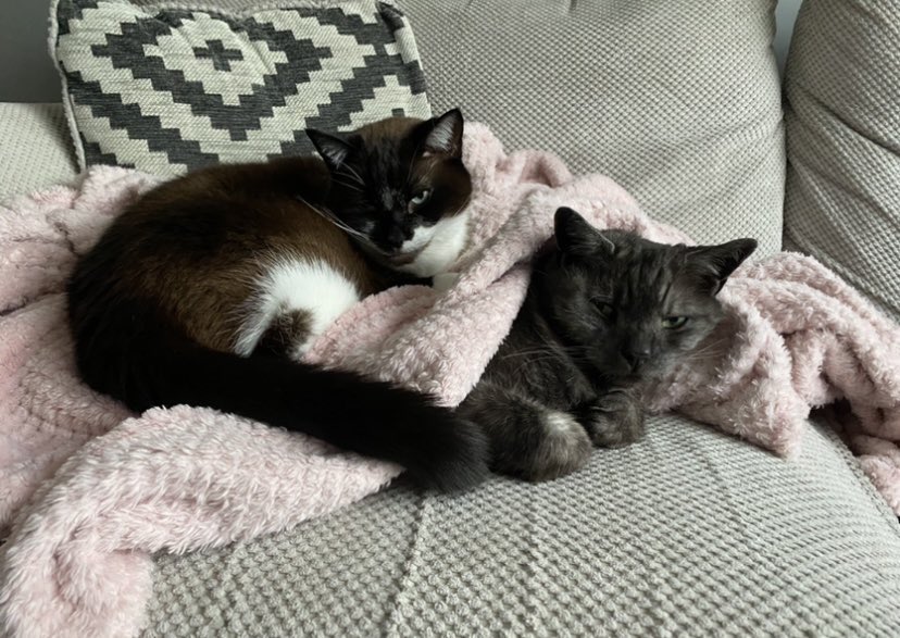 KimPUNC22's tweet photo. My two cosy boys helping me through Twitter!  #catmum @WeStudentNurse https://t.co/L3B0xxQjEn