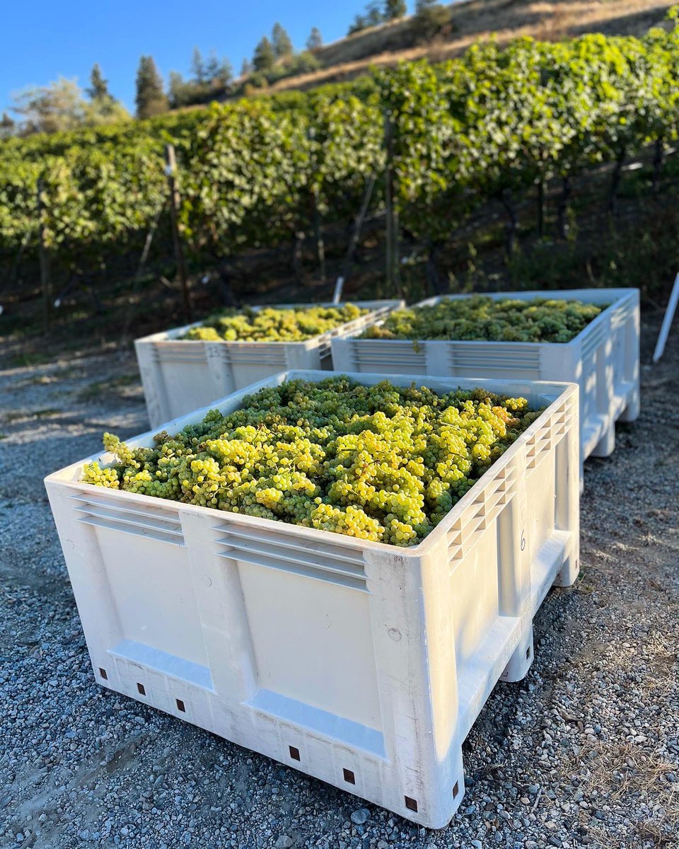 Hillside Winery tweet media