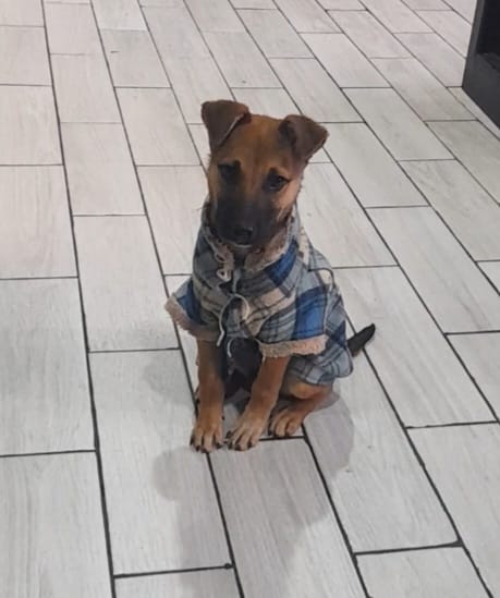 Dcyon's tweet photo. #Urgente #Sos #BuscoCasita #perrito #Macho #adopcion #adopcionresponsable 2 o 3 meses. Ya se inicio protocolo de salud.  Info #WhatsApp 5555040979 #Cdmx protocolo de adopcion será talla M https://t.co/ylyawP0lvl