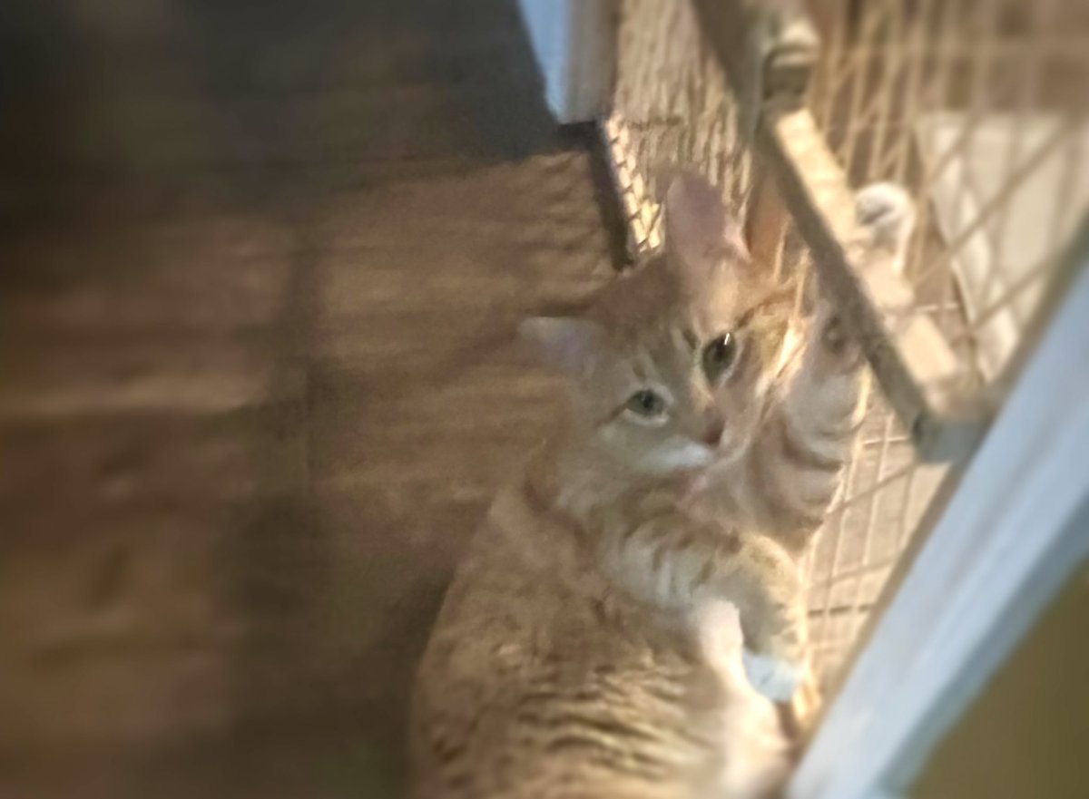 Jorts (and Jean) tweet media