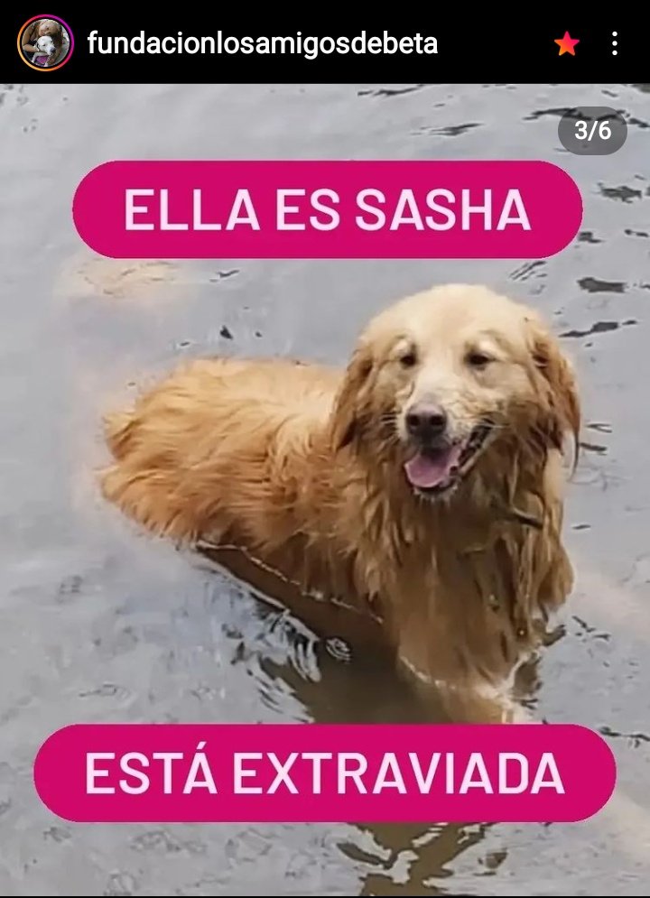 PerroUsuario's tweet photo. Se busca a Ringo y Sasha RT @cocomaria58: 🛑#URGENTE #SEBUSCAN #Vargas #PETAQUIRE PERDIDOS EN la entrada de los chivos. Zona el boquerón. #Petaquire se presume que alguien se los llevó. 0426 517 66 68  https://t.co/lSqUxfQwnw