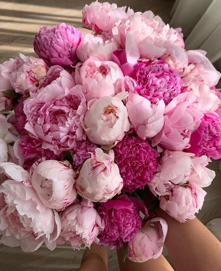 Peonies