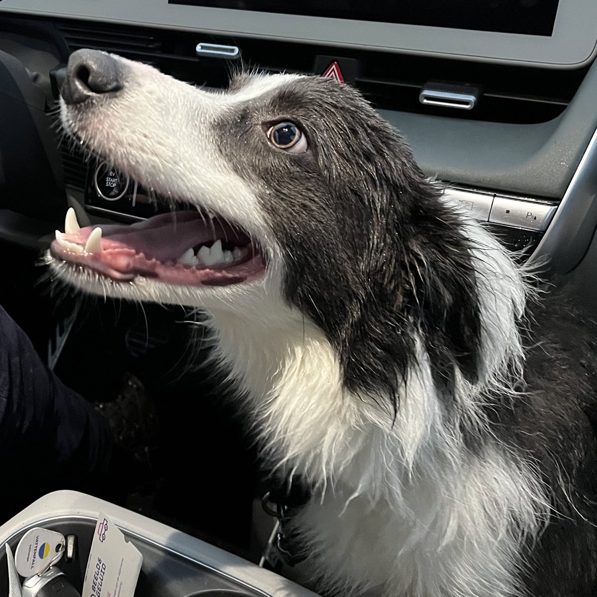Ik word van weinig dingen gelukkiger… dan van een vrolijke natte hond na een lange werkdag.
