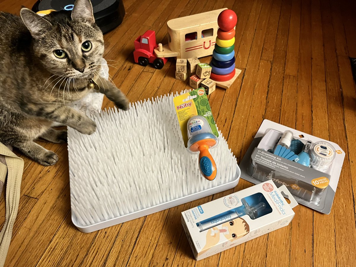 GroverSera's tweet photo. Gala cat might be just as excited as me for the birth of our first nephew. Also please send help I’ve went way over budget, but anything for my future best friend https://t.co/j5QLpQok6O