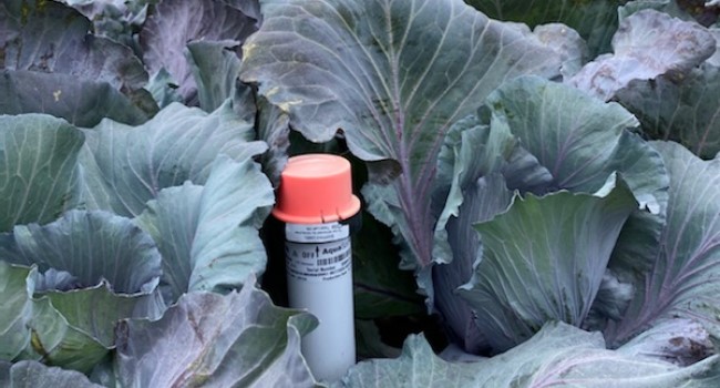 aquaspy's tweet image. No more wires! No more solar panels! Just put the new battery-powered Crophesy soil moisture probes in your field and get layer by layer soil and root data right on your mobile device. #AgTech