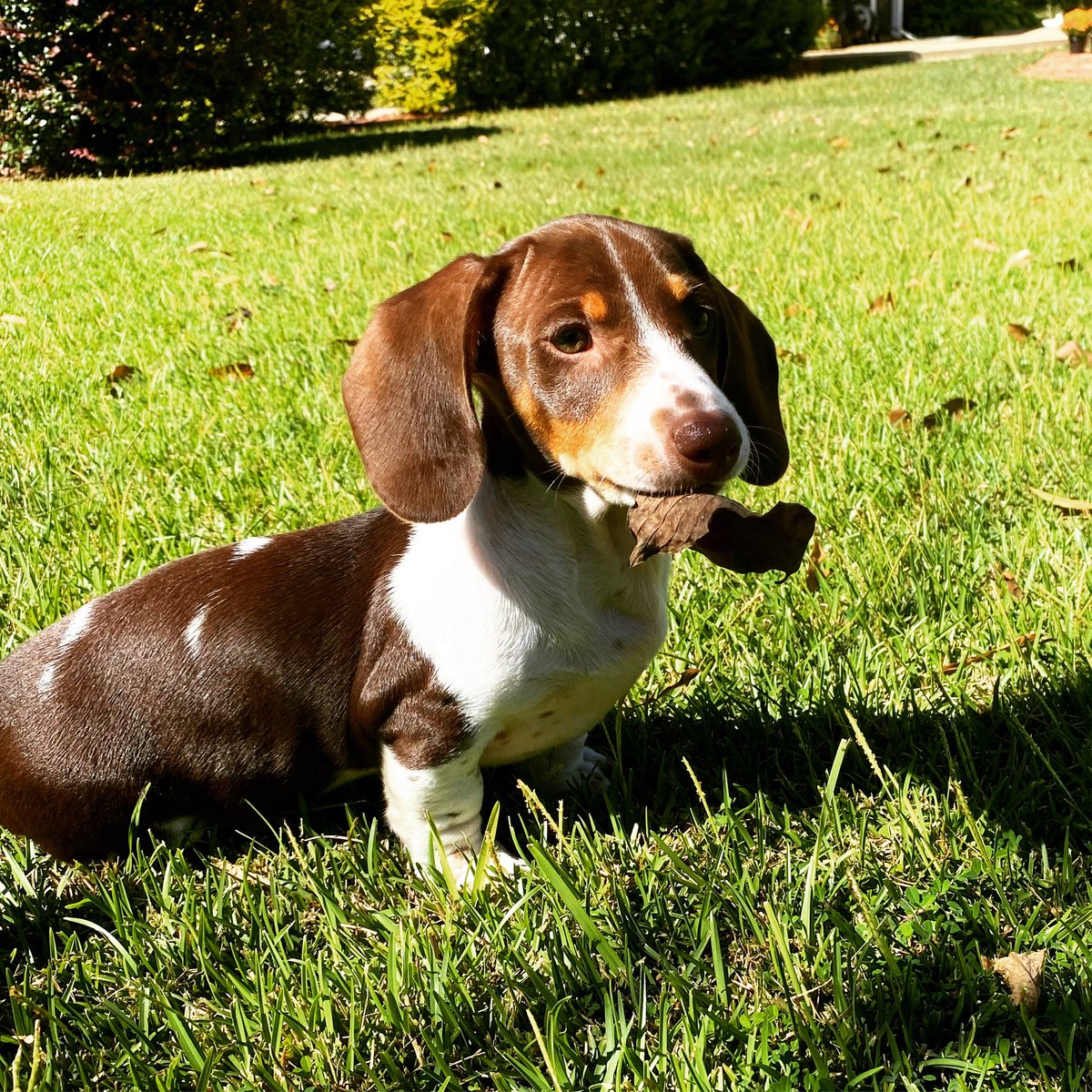 Henry loves to play with leaves. I see an epic fall season in my future. 🍁