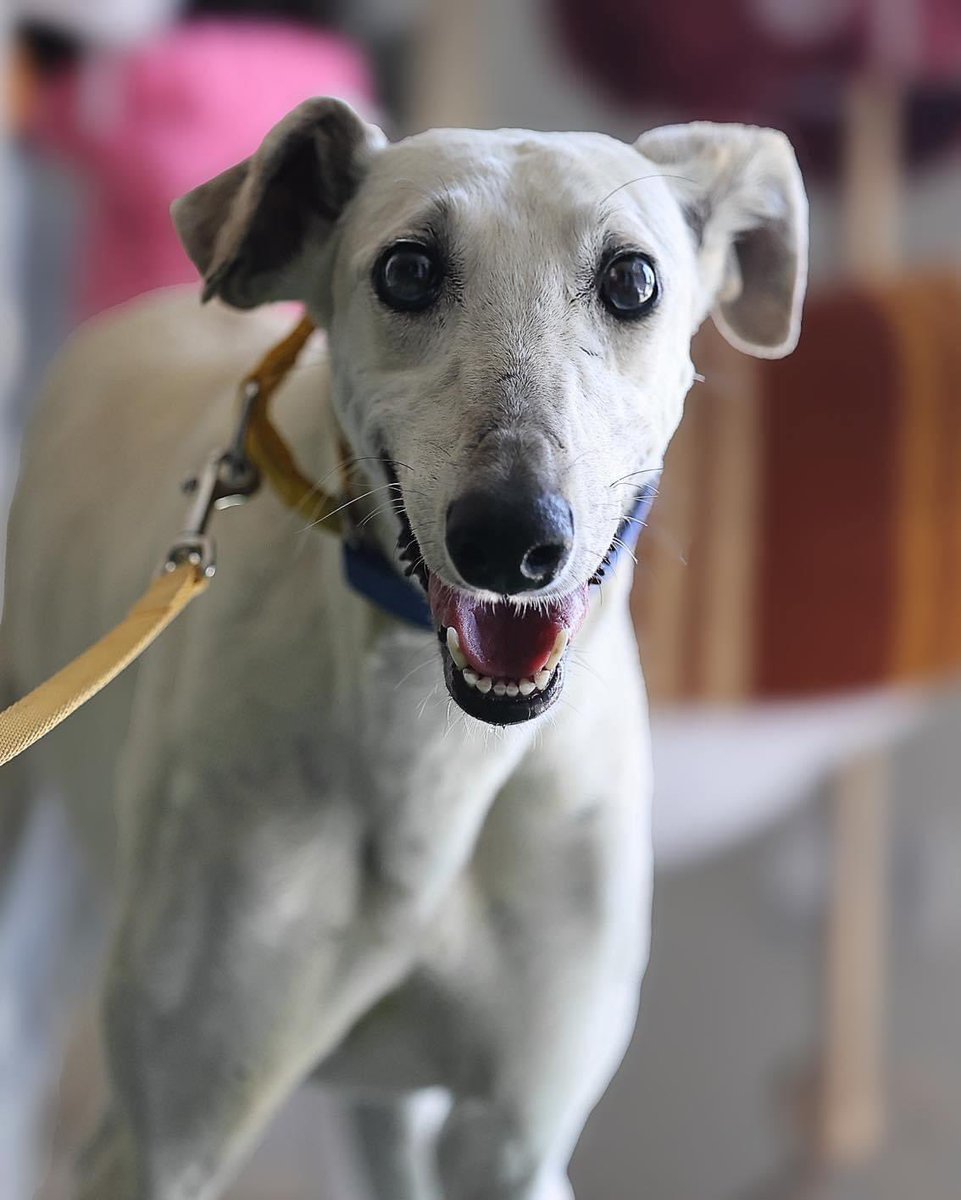 GalgosdelSol's tweet image. Meet Petal❤️had her heart worm treatment side by side with Espresso. We’re still shocked he’s gone. 1 gets through it but the other doesn’t so sad &amp;amp; unfair. Petal is ready for adoption. She’s a lovely but scared girl that’s been through so much. Plz share?🙏🏻❤️