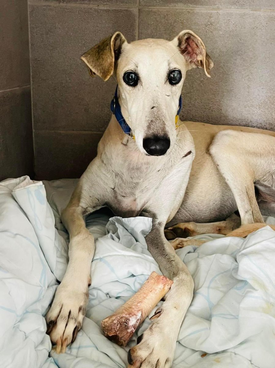 GalgosdelSol's tweet image. Meet Petal❤️had her heart worm treatment side by side with Espresso. We’re still shocked he’s gone. 1 gets through it but the other doesn’t so sad &amp;amp; unfair. Petal is ready for adoption. She’s a lovely but scared girl that’s been through so much. Plz share?🙏🏻❤️