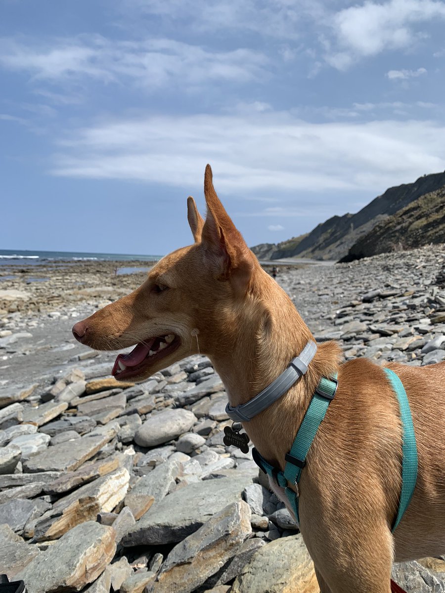 #PSOENiUnSoloPerroAtras basta de maltrato animal, ¡evolucionemos! <a href="/PSOE/">PSOE</a> <a href="/sanchezcastejon/">Pedro Sánchez</a> <a href="/gpscongreso/">PSOE Congreso</a> Mi podenco andaluz rescatado del abandono por parte de un “cazador” que se deshizo de él como si nada gracias a las leyes de este país #mismosperrosmismaley