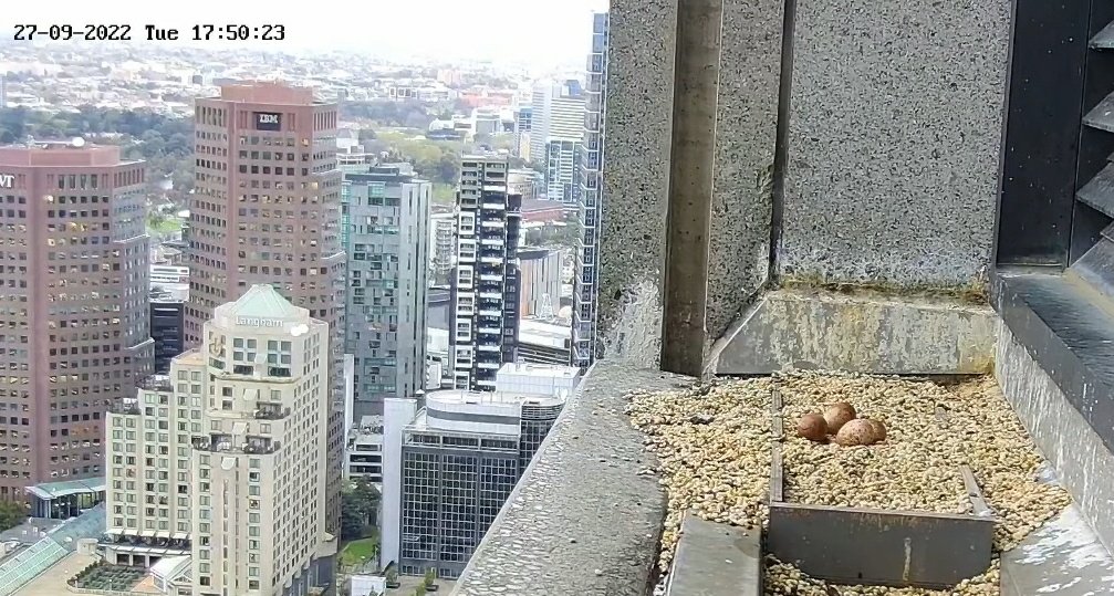 missyprim1's tweet image. #FalconWatch #367CollinsFalcons 
The eggs are expected to hatch any day now. The camera has been zoomed in. So watchers can obsessively scrutinize every little pixel for signs of a crack.