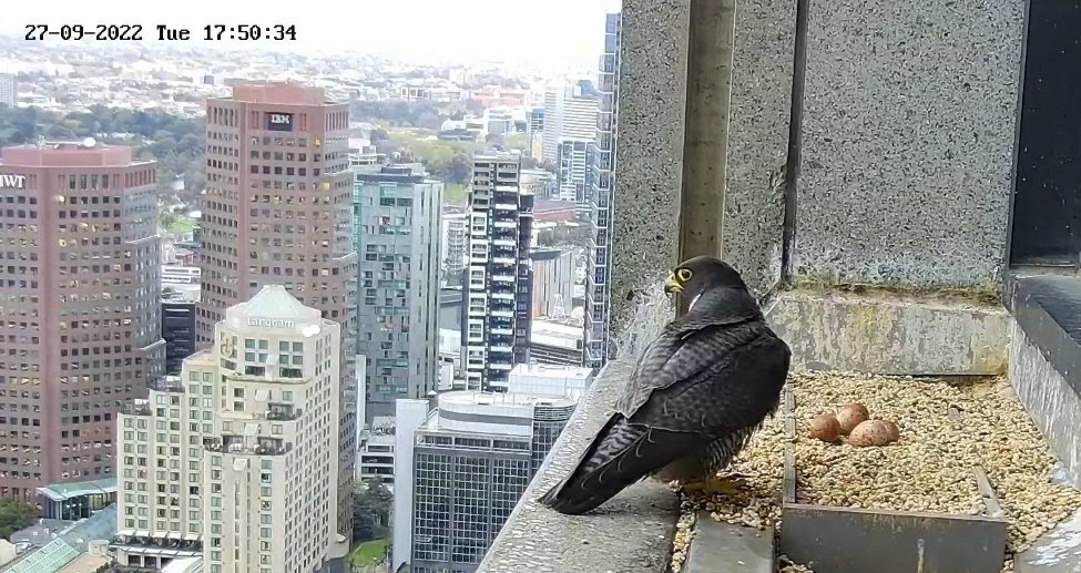 missyprim1's tweet image. #FalconWatch #367CollinsFalcons 
The eggs are expected to hatch any day now. The camera has been zoomed in. So watchers can obsessively scrutinize every little pixel for signs of a crack.