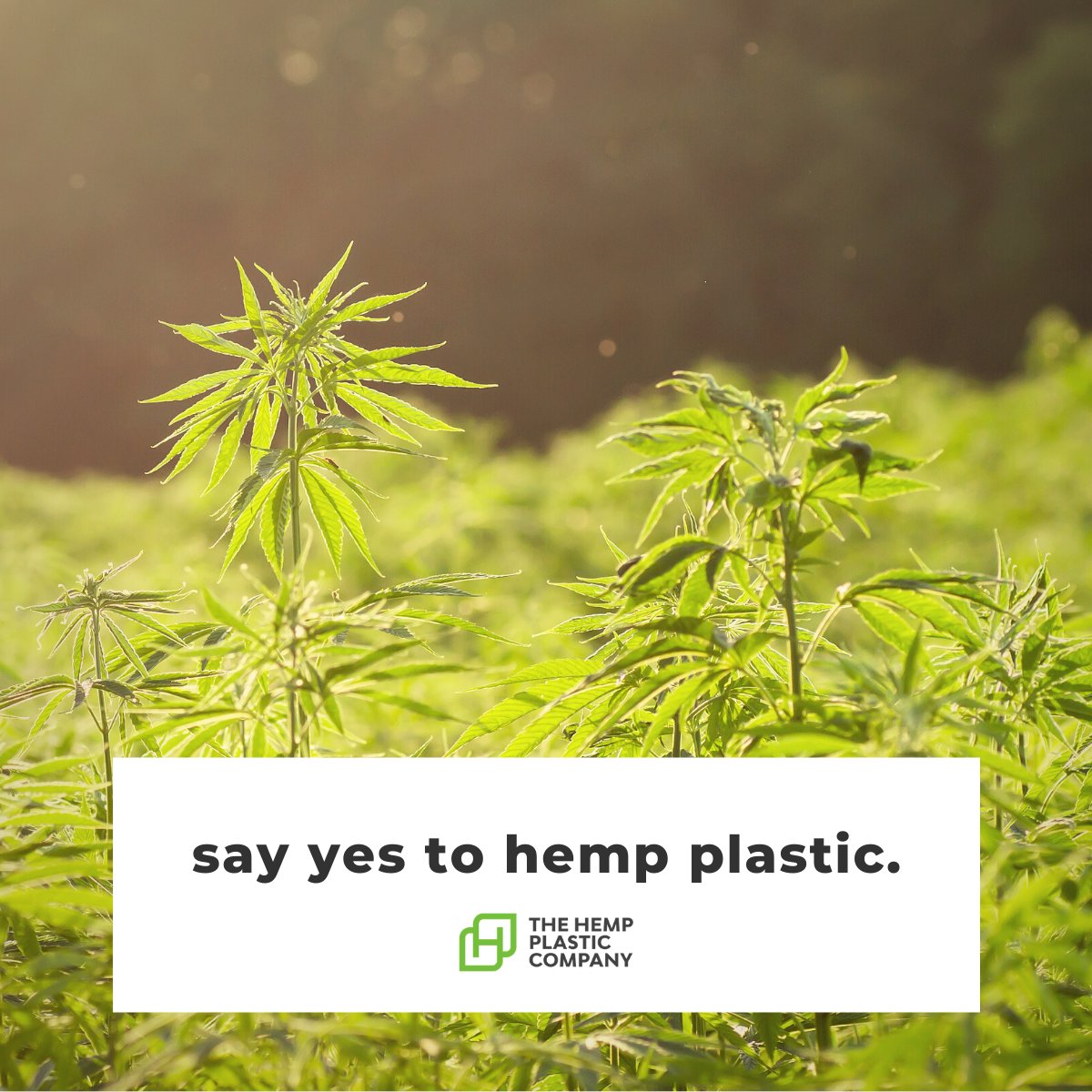 The Hemp Plastic Company tweet media