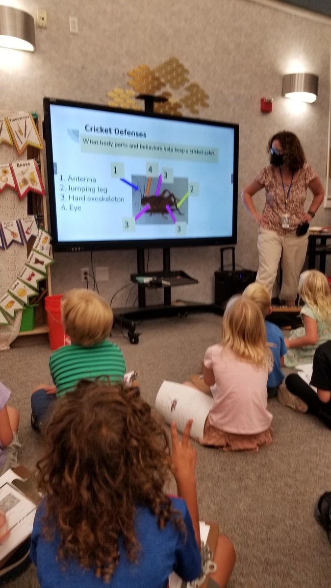 asmith_edu's tweet photo. Continuing our Amplify science learning with our resourceful science specialist Mrs. Minarik, we observed live crickets and conjectured about how their body structures help them to survive. We love science lab time! #dmusd #dmheights https://t.co/kYnjAzMenW