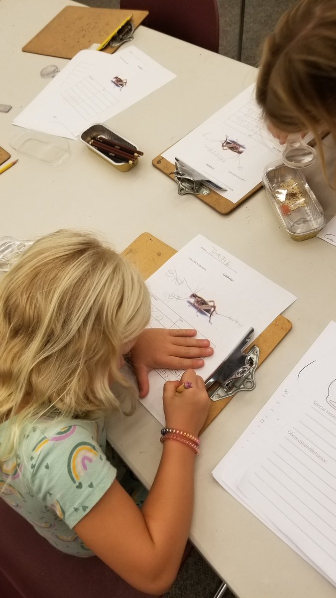 asmith_edu's tweet photo. Continuing our Amplify science learning with our resourceful science specialist Mrs. Minarik, we observed live crickets and conjectured about how their body structures help them to survive. We love science lab time! #dmusd #dmheights https://t.co/kYnjAzMenW
