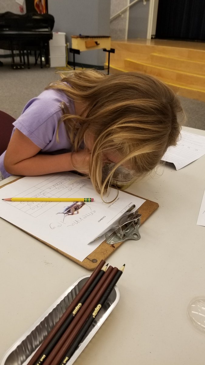 asmith_edu's tweet photo. Continuing our Amplify science learning with our resourceful science specialist Mrs. Minarik, we observed live crickets and conjectured about how their body structures help them to survive. We love science lab time! #dmusd #dmheights https://t.co/kYnjAzMenW