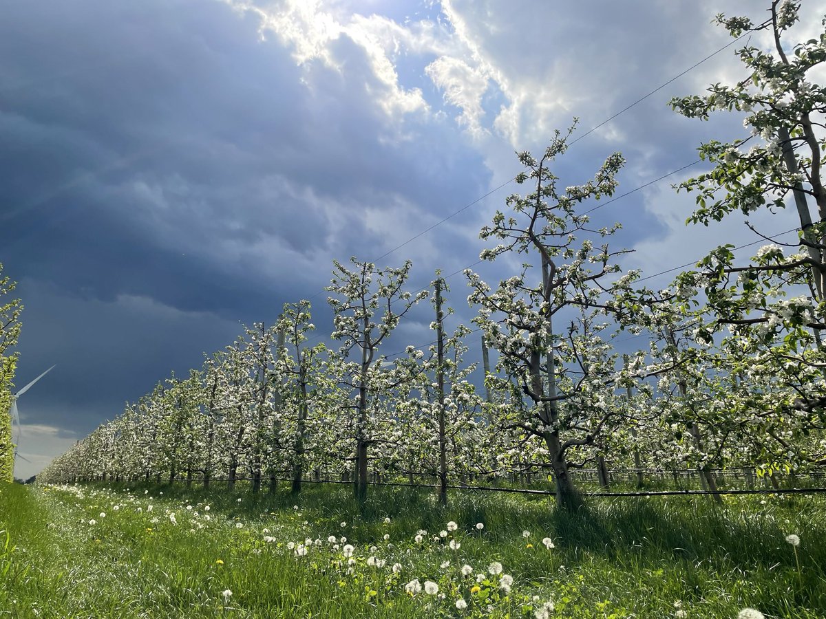barideout's tweet photo. I’m not sure which one I like best. Same row, same trees. What a difference four months make in an apple orchard. #onappleaday @ontarioapples https://t.co/L4DItzlUpe