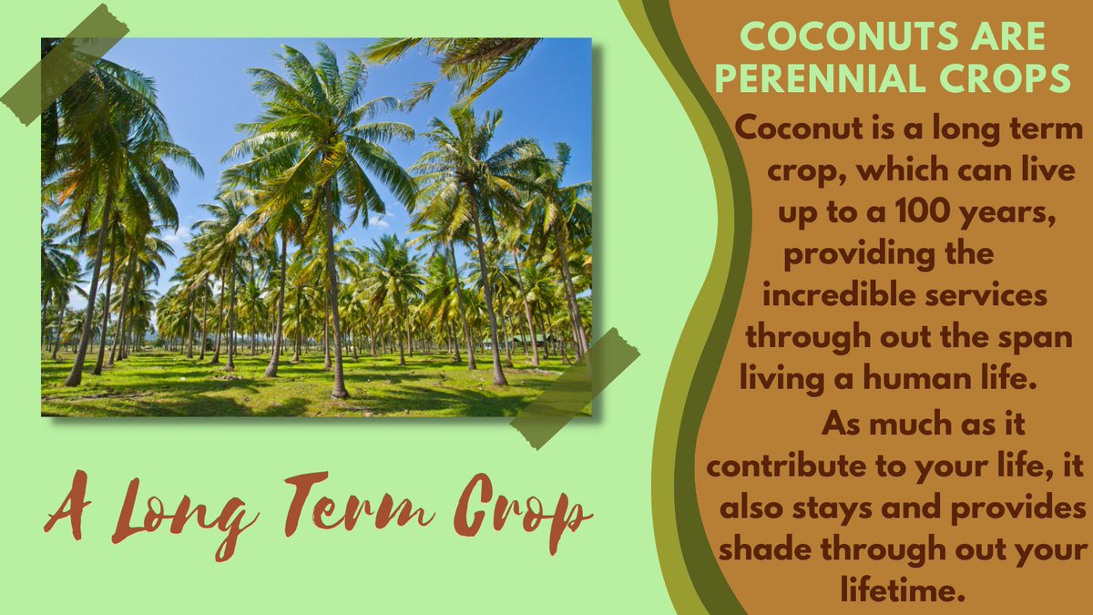 CoconutNFTClub's tweet photo. "Age is something that doesn't matter... unless you are a cheese!" - Billie Burke

#tuesdayvibe
#tuesdaymotivations 
#itsmorefuninthephilippines
#coconutfarm
#coconutgrovefarmersmarket 
#farm
#farmers
#coconutfarm
#agriculture
#coconut
#econut
#organic https://t.co/OMfgmQBtzM