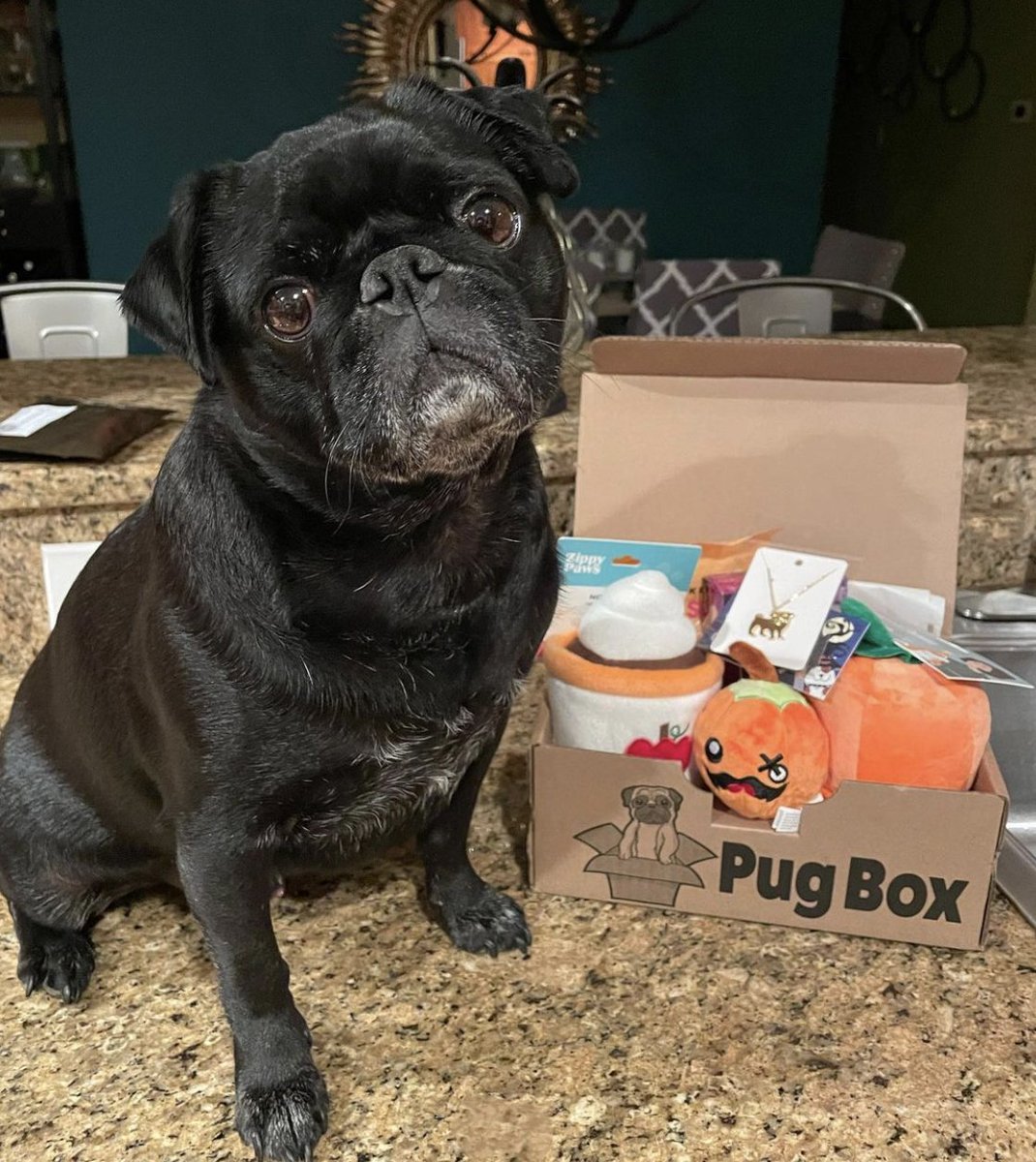 PugBoxes's tweet photo. Did somebody say #pumpkin spice??? 🍁🎃🍂 
We're definitely "falling" for the these cute pics of our friend Carter, as well as the fabulous toys and treats in this month's #PugBox!

Visit https://t.co/xaIOYEzA7S to join the fun!
#Fall #spookyseason #puglife #pugs https://t.co/38UEFfGYqU