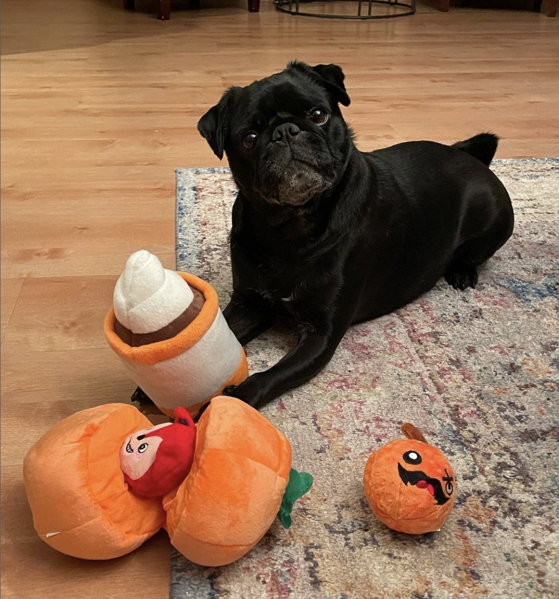 PugBoxes's tweet photo. Did somebody say #pumpkin spice??? 🍁🎃🍂 
We're definitely "falling" for the these cute pics of our friend Carter, as well as the fabulous toys and treats in this month's #PugBox!

Visit https://t.co/xaIOYEzA7S to join the fun!
#Fall #spookyseason #puglife #pugs https://t.co/38UEFfGYqU