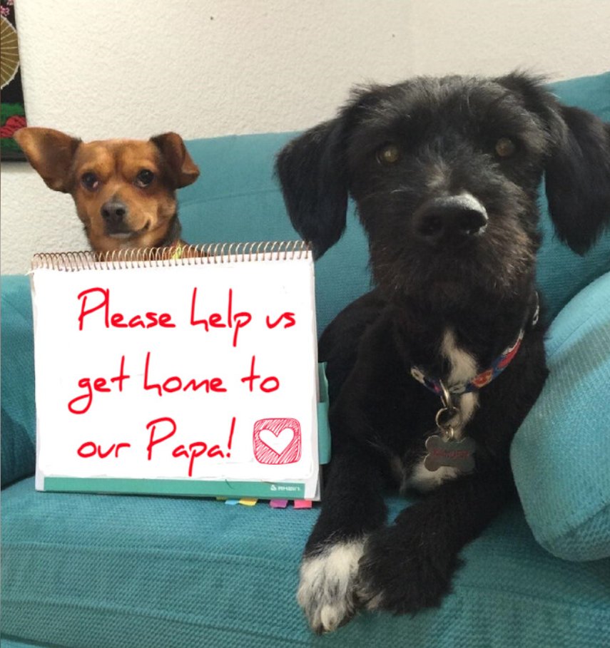 TheRealKalypso1's tweet photo. Hey, all! 
Commander X still doesn't have his pups home and misses them terribly. He needs help covering costs for their transport from Mexico.
Can you pitch in to reunite them?
Anything helps!
Donate here
👇
https://t.co/XbgrEj6XrK

Let's do this! Thanks!
#CommanderX #Anonymous https://t.co/RSpMAyPtKz