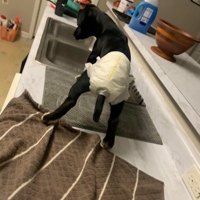 slicknor's tweet photo. i miss you buddy😔🥺it’s not the same without you here https://t.co/5mGYagUHl3