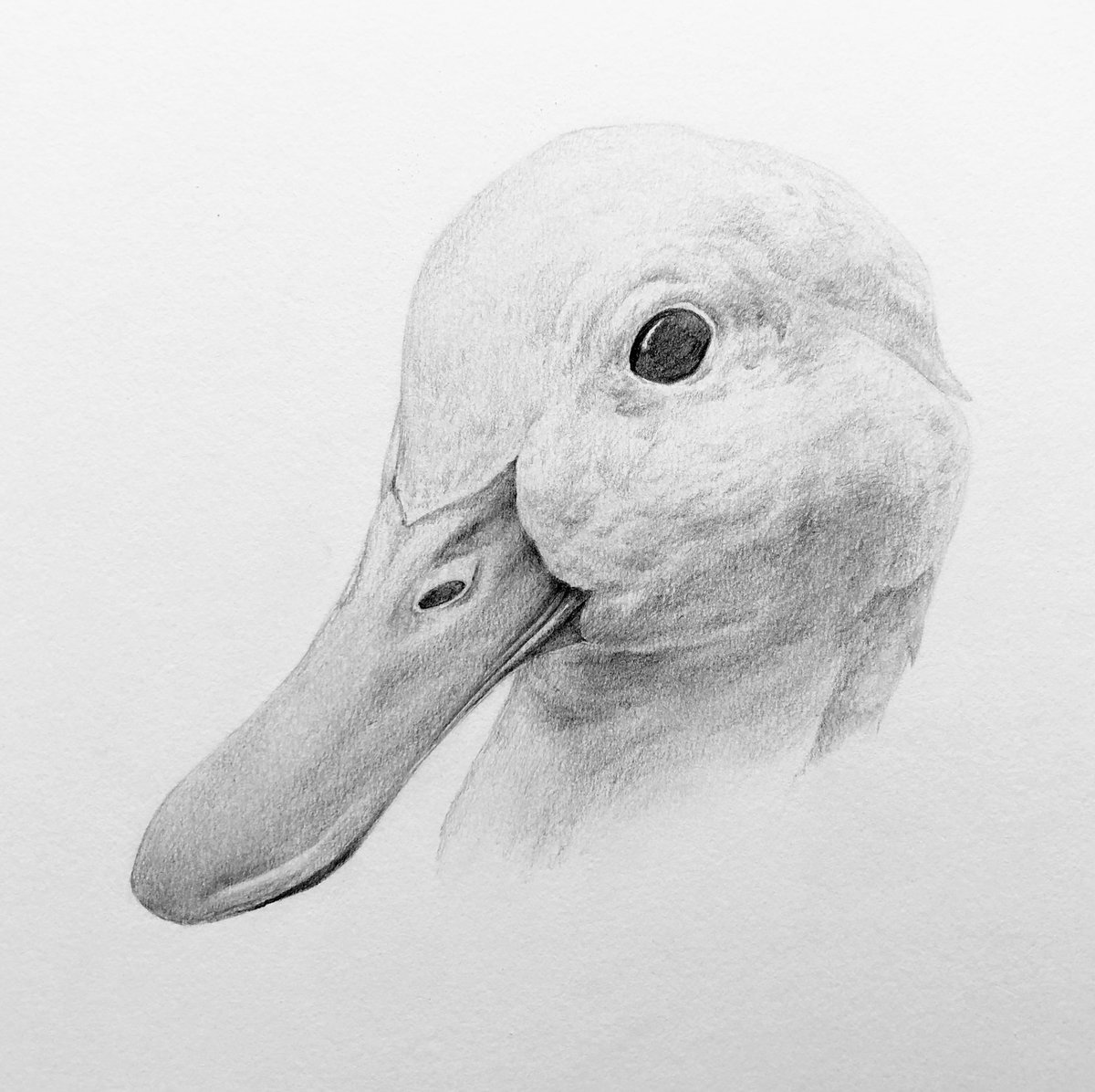 pencildrawing57's tweet photo. pencil drawing #pencildrawing  drawing #drawing pencil art #pencilart art #art artwork #artwork miniature #miniature animal #animal duck #duck 鉛筆画 #鉛筆画 https://t.co/nkgQ57taXW
