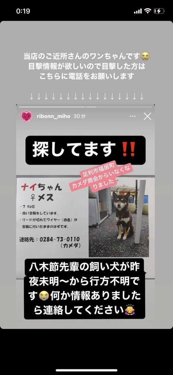 Le022jp's tweet photo. 9月27日の夜 に 足利市福居町 (カメダ商会)で居なくなってしまいました。

7kgで赤い首輪をしています！
リードが切れて赤のワイヤーが首輪に付いたままのはずです、！

未だ行方が分からずの状況ですので
些細な事でも、何か情報ございましたら画像電話番号までお願いします！
拡散お願い致します！ https://t.co/LV52cqYSmj