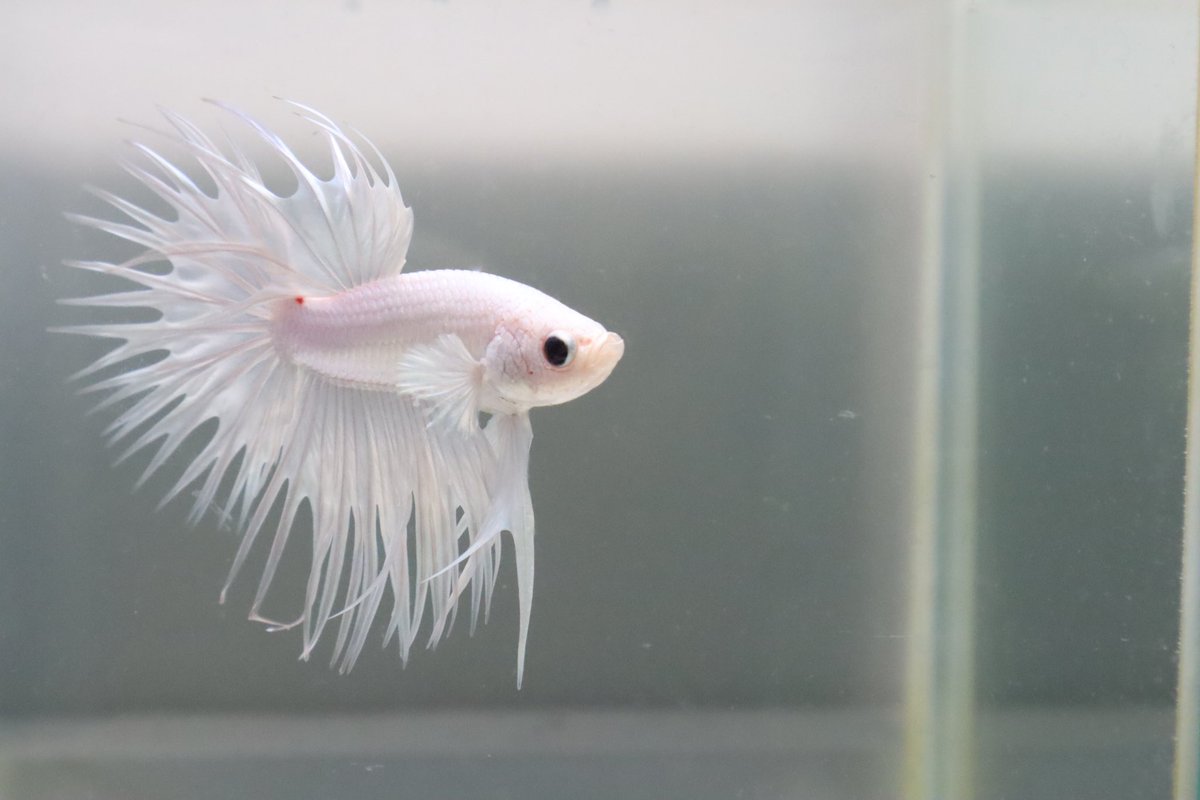 MammossB's tweet photo. #ปลากัด #bettafish https://t.co/ci8xwsE9BW