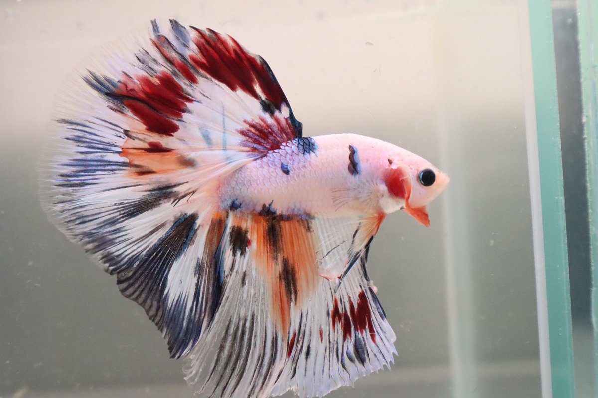 MammossB's tweet photo. #bettafish #ปลากัด https://t.co/zJWJgTqekM