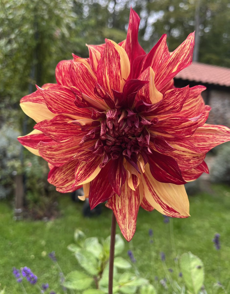 ClaireBowes's tweet photo. Dahlias coming into their own; #HappyButterfly #BohemianSparticus #AutumnGardenVibes https://t.co/4GzbfOZVH0