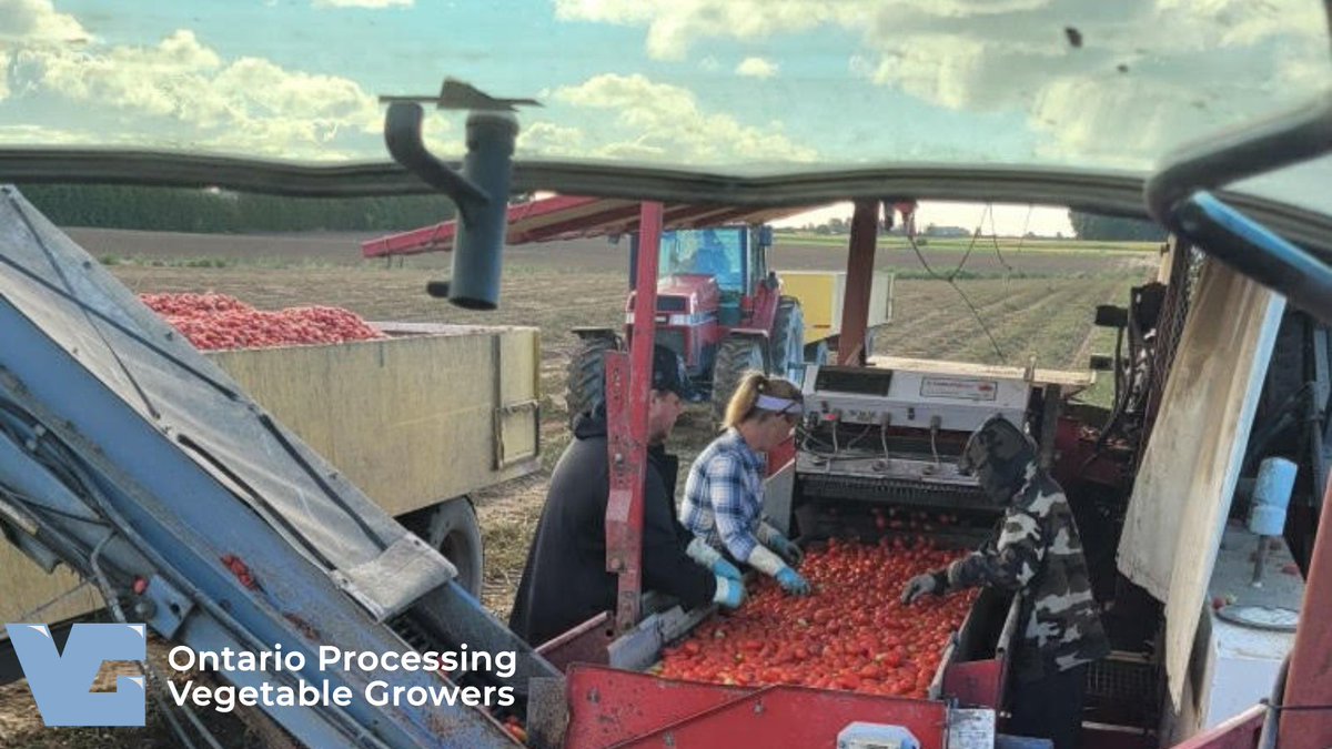 ONProcessingVeg's tweet image. Ontario field tomatoes are looking good and harvest is in full swing. This #local crop is headed for processing – so you can enjoy them all winter long.
#OntProcessingVeg #localprocessing #ontag