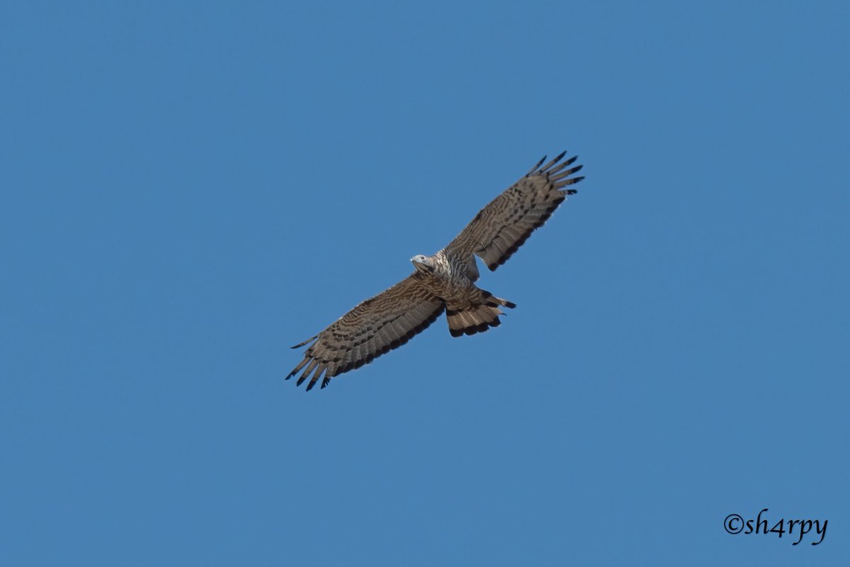 AndersG2211's tweet photo. Despite having been shot at, somewhere along its journey, it still managed to power thru! 
Thrilled to find another Oriental Honey buzzard whilst guiding today @ Akrotiri, 3rd record for Cyprus! 
Great shots, courtesy of @sh4rpy 
#cyprusbirds https://t.co/VUPOswGATC