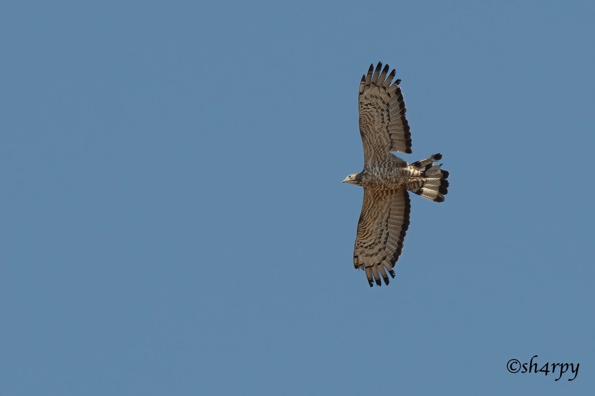 AndersG2211's tweet photo. Despite having been shot at, somewhere along its journey, it still managed to power thru! 
Thrilled to find another Oriental Honey buzzard whilst guiding today @ Akrotiri, 3rd record for Cyprus! 
Great shots, courtesy of @sh4rpy 
#cyprusbirds https://t.co/VUPOswGATC