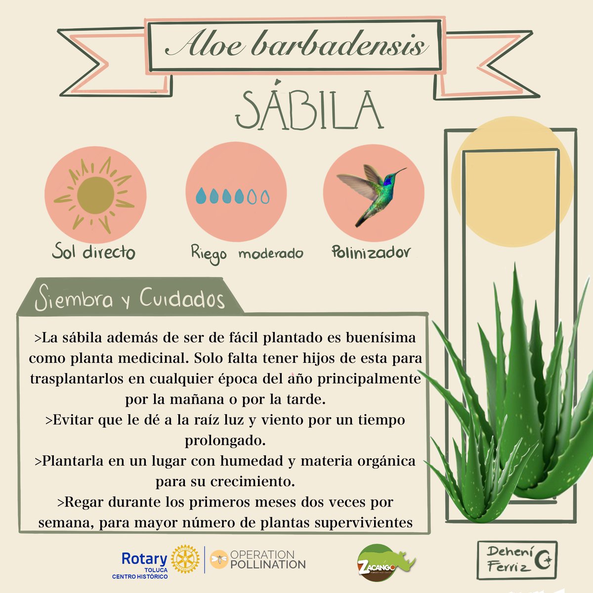 CRTolucaCH's tweet image. Únete a la operación polinización, siembra en casa, oficina, escuela una planta para apoyar la polinización y la alimentación. Etiquétanos en tus historias de como va tu jardín y etiquétanos con #OperationPollination y #ClubRotarioTolucaCentroHistórico en nuestras redes.