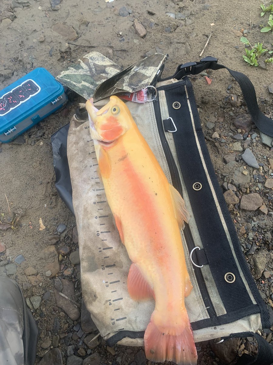 VaLureSpinners's tweet photo. @Riva_k86 I call em “Jalapeños” I caught this one earlier this year with a #VaLure #fishing #fishinglife #fishinglovers https://t.co/66ZpMEqp8j