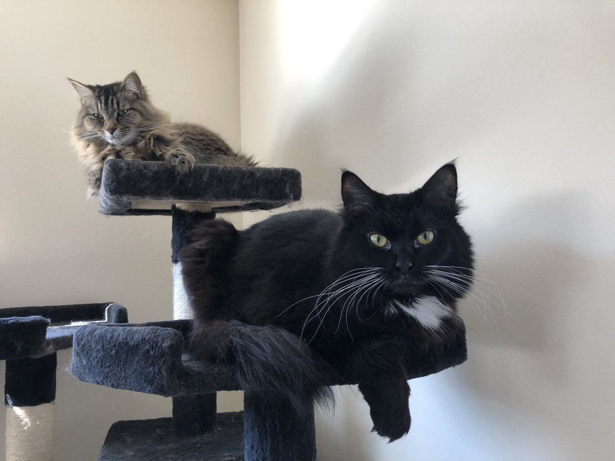 NOSA_Podcast's tweet photo. Cats hanging out doing cat things #catsoftwitter #kitty #Lux #Eevee https://t.co/w4IdbJ1hpo