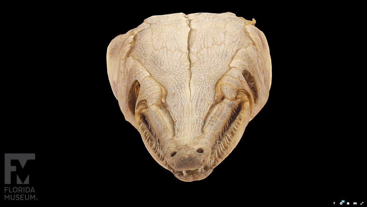 FloridaMuseum's tweet photo. Exploring Museum Collections 😁 How gar you?
A long snout filled with lovely teeth make the spotted gar a successful predator in freshwater lakes and rivers.
Species: Lepisosteus oculatus
Specimen: # UF Z 7527
#Toothday 3D fish skull on @Sketchfab: https://t.co/6TLI5MqXkQ https://t.co/3SwG50PPE7