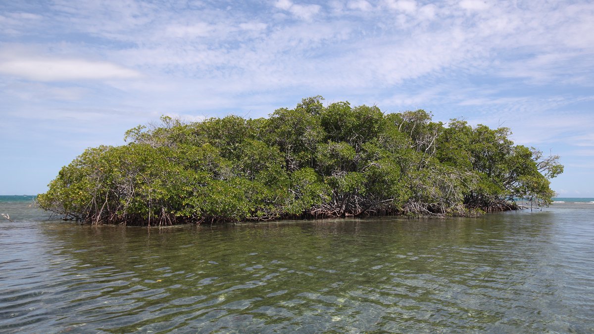 ScienceMusofVA's tweet photo. V.I.C. fans know about the wobble baby (yeah), but did you know Moon also wobbles? It’s true &amp; new paper is looking at relationship b/t tides, mangroves &amp; Moon’s naturally occurring wobble! https://t.co/cyfrnCWsU1 #TheWobble #MoonWobble #StellarScience #CosmicConundrum https://t.co/DVdkFjAd3T