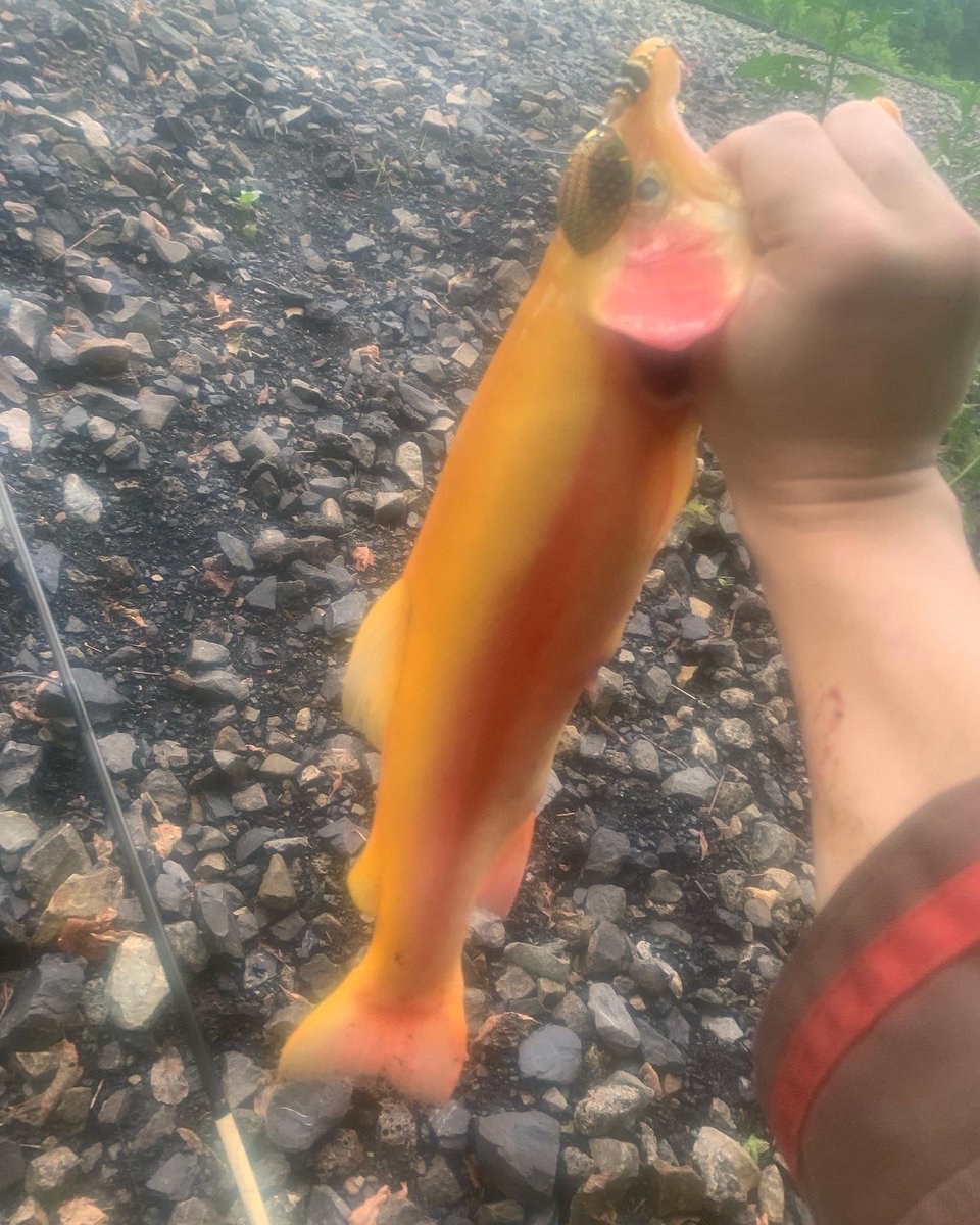 VaLureSpinners's tweet photo. @Riva_k86 Then a month later I caught my second one again on a #VaLure 🎣🎣🎣 https://t.co/tBO58xHNh0