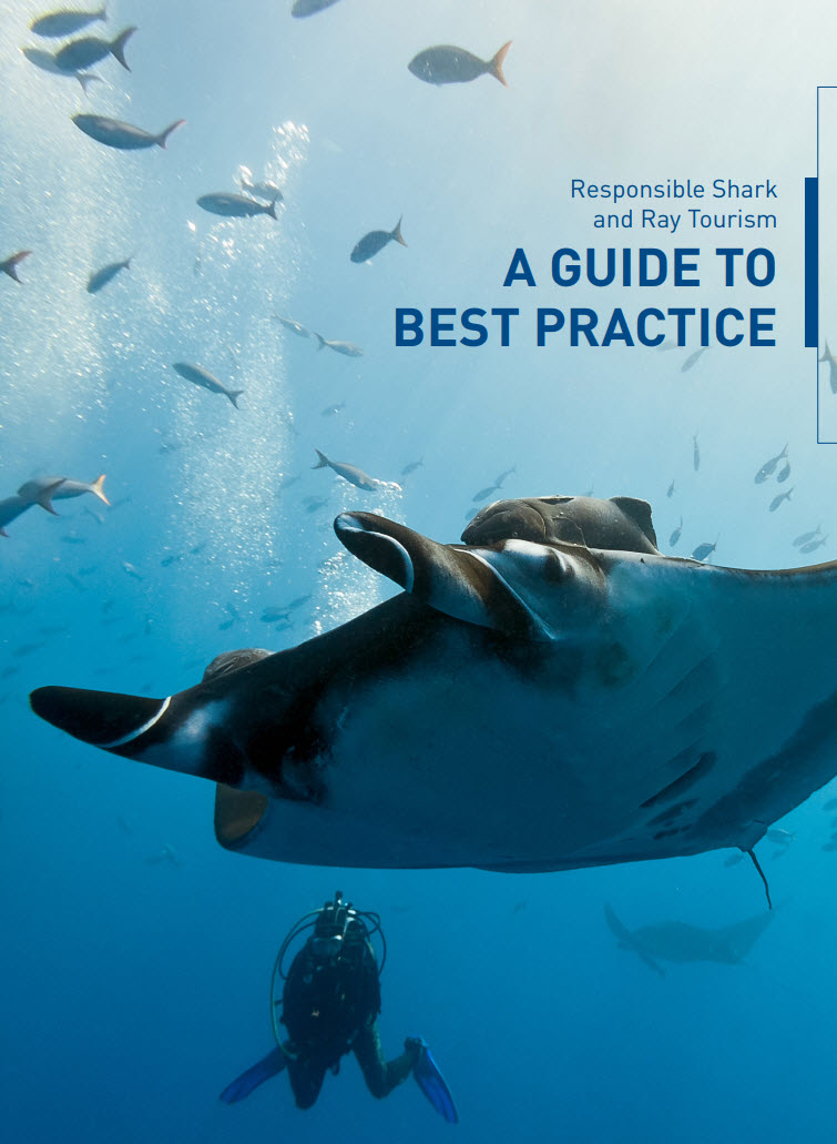 SharkRayFund's tweet photo. Celebrating #WorldTourismDay: we supported the world’s first responsible #SharkAndRay tourism guide, by @WWF_Sharks @padiaware & @MantaTrust, aimed to create well managed shark and ray tourism operations, conserve species and benefit local communities. https://t.co/RhtnwCj3KW https://t.co/MKAtKptxvO
