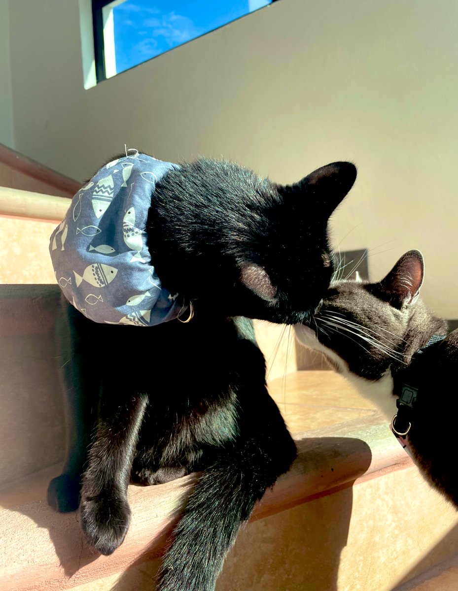 yeyo_producer's tweet photo. Son tan cursis… un besito de los buenos días 😃 #Baguira #Cathy #CatsOfTwitter #Martes https://t.co/VfAa1O0N0I