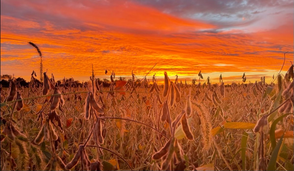 A #Harvest22 update from Grain Merchandiser Mackenzie Hirschauer: "Things are slow in the St. Louis draw area. Corn harvest has started for MO/IL, but still seeing a lot of high moisture in IL. Beans are turning so we could see more producers cutting soon."