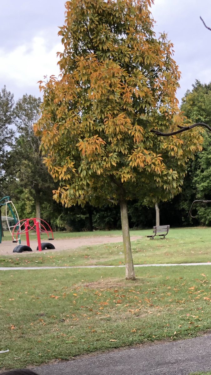 Can you spot the signs of fall in our school yard? @malvern_ps @EarlyYearsTDSB @LC3_TDSB