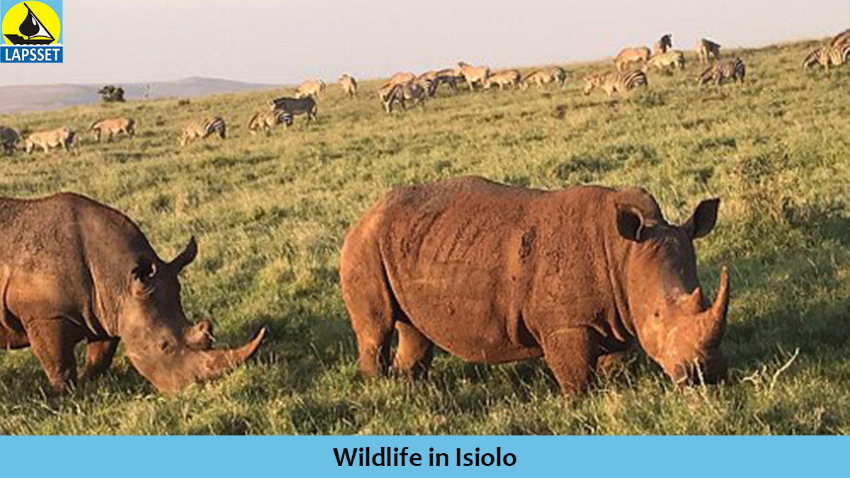 lapsset's tweet image. Celebrating the diversity along the Corridor. We hope you had a wonderful #WorldTourismDay . 
How many counties have you visited in Kenya?
#LapssetKe