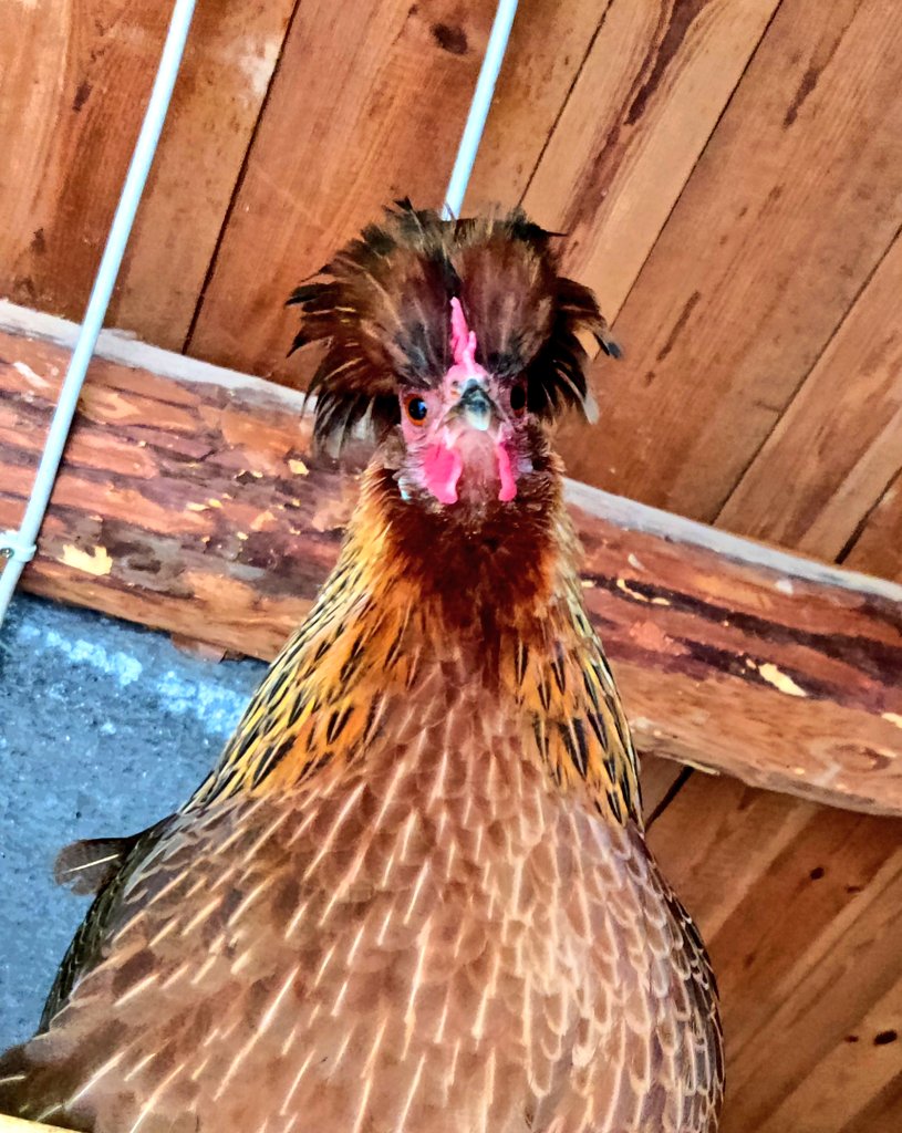 mamamofu's tweet photo. Wählt den #Trauerschnäpper
Er ist sehr gut!
Hier geht's lang 👉 https://t.co/XkzLnbYrqi
Team #TSTF https://t.co/oQbL8KB5GD