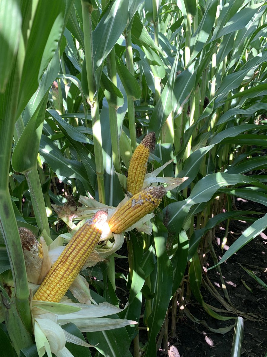 York Co. Corn.  September 27, 2022