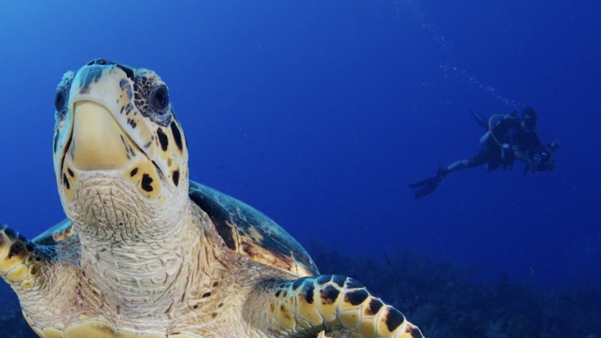 UNEP's tweet photo. Coral reefs are biological hotspots of the ocean but are facing unprecedented loss due to the #ClimateCrisis &amp; threats from human activities.

On #WorldTourismDay, take a virtual journey through the coral reef ecosystem and explore the underwater world 💦 https://t.co/Ah6AWipbTz https://t.co/SJW5jQXPrB